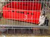 Bocholt - Twee katjes in beslag genomen