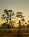 Beringen - Na de mist komt de zon...