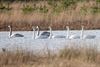 Pelt - Wilde zwanen in het Hageven