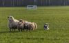 Hechtel-Eksel - Schapen drijven in de Winnerstraat