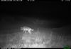 Leopoldsburg - Weer een wolvin in Bosland