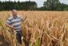 Beringen - Boeren vergoed voor schade droogte 2018