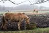 Beringen - Composteren van paardenmest