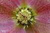 Hamont-Achel - Inzoomen op de Helleborus