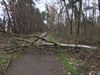 Beringen - Storm Dennis zorgt voor eerste schade