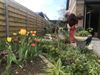Lommel - Maak van je tuin een lenteparadijs