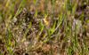 Lommel - Alweer enig natuurschoon