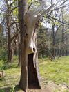 Pelt - Wat ziet u in deze boom?