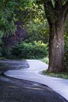 Lommel - Fietspad komt boom tegen...