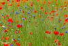 Hamont-Achel - Klaprozen en korenbloemen