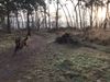 Lommel - Derde hondenlosloopzone in Kattenbos