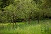 Lommel - Mooi in het groen in Kerkhoven