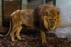 Oudsbergen - NHC haalt mishandelde leeuw weg uit circus