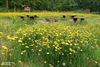Hamont-Achel - De Warande in juni