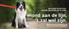 Lommel - Honden aan de leiband