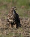 Oudsbergen - Let op: buizerd in de buurt