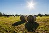 Beringen - Zomers heet