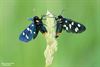 Hamont-Achel - Geen insecten, wel vlinders