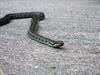 Hechtel-Eksel - Niet bang voor een gladde slang