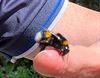 Hamont-Achel - Red die hommel