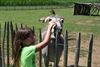 Beringen - Kinderboerderij De Merelhoeve