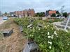 Beringen - Vandalen gooien stoelen in perkje