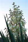 Neerpelt - Een bloeiende agave op Bettebos