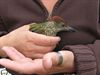 Overpelt - Een geluksvogel