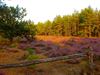 Hamont-Achel - De heide bloeit op de Beverbeekse Heide