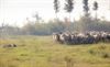 Lommel - Schapen op de Balendijk