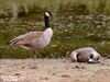 Hamont-Achel - Rouwen aan De Bever