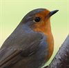 Pelt - Vogels hebben een eigen navigatiesysteem