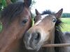 Bocholt - 'Bodem van paardenweides is uit evenwicht'