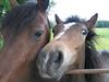 Hechtel-Eksel - 'Bodem van paardenweides is uit evenwicht'