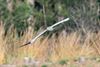 Lommel - Vogels in onze Lommelse natuur