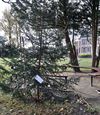 Hamont-Achel - Kerstboom op troostplek in Achel