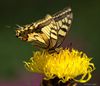 Pelt - Dit weekend vlinders tellen!