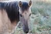 Pelt - Twee nieuwe konikpaarden in het Hageven