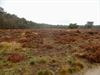 Lommel - Natuurpunt onderhoudt de Heuvelse Heide