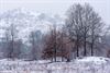 Beringen - Een dun laagje sneeuw