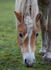 Pelt - Ook paardenkappers in lockdown