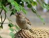 Bocholt - Het grote vogeltelweekend