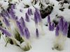 Hamont-Achel - In de verte gloort de lente