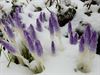 Hamont-Achel - In de verte gloort de lente