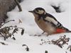 Hechtel-Eksel - Een bonte specht in de tuin