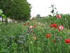 Neerpelt - Wilde bloemenpracht op Hageheide