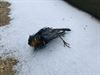 Oudsbergen - Winterprik nefast voor veel dieren