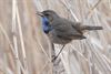 Pelt - Een blauwborst in het Hageven