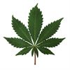 Oudsbergen - Twee cannabisplantages ontdekt