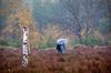 Lommel - Weer wat mooie beelden